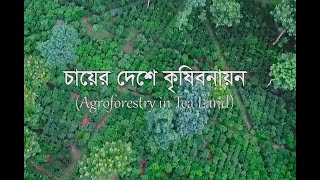 Agroforestry in Tea Land চায়ের দেশে কৃষিবনায়ন Introduced by Kazi Noor E Alam Jewel [upl. by Irovi]