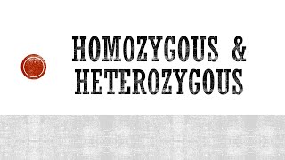 Homozygous Vs Heterozygous and Homogeneous Vs Heterogeneous [upl. by Oirotciv860]