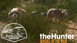 Story Missions and Wolf Culling theHunter Call of the Wild Cuatro Colinas [upl. by Atekahs]