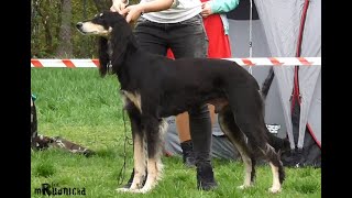 20160419  Wrocław hunting dogs show  salukis [upl. by Melquist783]