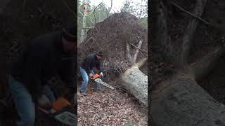 shorts super big tree stump sawed super fast [upl. by Nam]