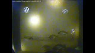 Panfish Scatter in the MequonThiensville Fishway on August 22 2013 [upl. by Jasmina]