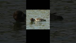 검은머리흰죽지 Greater scaup birds 0346 [upl. by Suoirred]