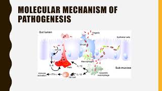 Shigella pathogenesis symptoms diagnosis amp Treatment pathogenesis [upl. by Klepac]