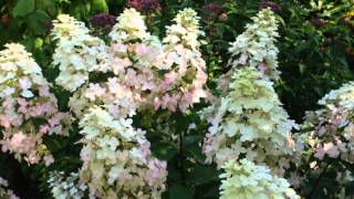 Hydrangea paniculata Burgundy Lace [upl. by Ready]