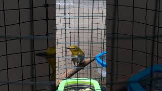 unboxing burung pleci montanus pleci plecimataputieh kicaumania [upl. by Nahsin]