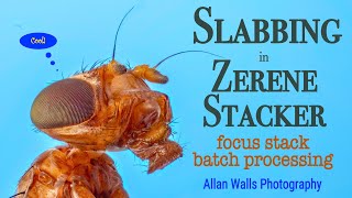 Slabbing in Zerene Stacker  focus stack batch processing [upl. by Okechuku]