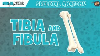 Appendicular skeleton Anatomy amp Physiology 3d animation [upl. by Farwell]