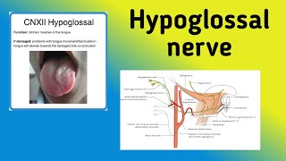 Hypoglossal Nerve  Cranial Nerve 12 Pathway Nerve Lesion [upl. by Flossy]