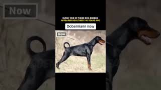 What Selective Breeding Has Done to Dogs [upl. by Inaleon360]