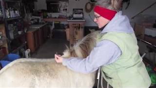 How to measure a miniature horse versus a pony [upl. by Nelyak2]