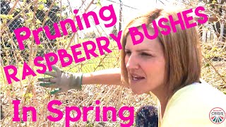 Pruning Raspberry Bushes in Spring  MomLife Crisis  How Tos [upl. by Maryl]