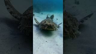 Very curious Wobbegong shark underwaterphotography [upl. by Diarmuid]