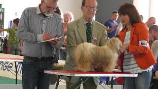 Bichon Havanais CACIB Ferrara 13052018 [upl. by Liesa]