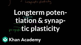 Long term potentiation and synaptic plasticity  Processing the Environment  MCAT  Khan Academy [upl. by Enovi758]