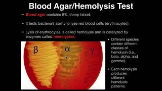 Microbiology HemolysisBlood Agar [upl. by Vedetta]