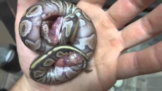 Severely Deformed Ball Python Hatches [upl. by Christiansen414]