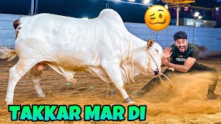 ITNY KHATRNAAK JANWAR NE TAKKAR MAR DI😭🤕 QURBANI VLOG  BAKRA EID 2023 [upl. by Yelrah]