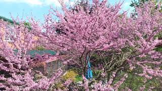 Eastern Redbud Cercis canadensis [upl. by Brigham]