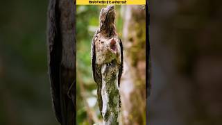 Potoo bird  An expert in hiding itself ।। jungletak [upl. by Assilav]