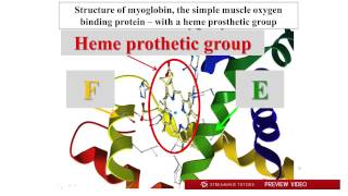 Biochemistry Hemoglobin Myoglobin tutorial [upl. by Camroc]