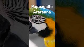 Il meraviglioso pappagallo Ararauna [upl. by Eelarbed164]