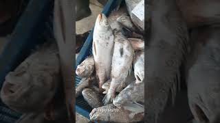 This fish worth 30 per KG to collect fish maw Gogokan at Fish Market fishmaw gogokan fishmarket [upl. by Suolhcin]