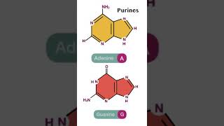 Nitrogenous base dna purines pyrimidines lifespan eukaryoticcell [upl. by Algie]