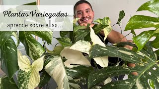 Las plantas más caras del mundo😱  PLANTAS VARIEGADAS [upl. by Anelat]