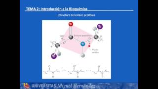 Tema 24 El enlace peptídico UMH1003 201516 [upl. by Wamsley]