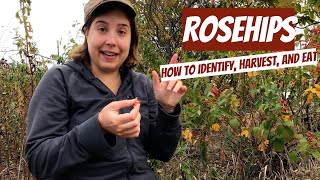 Rosehips How to Identify Harvest and Eat [upl. by Dannie692]