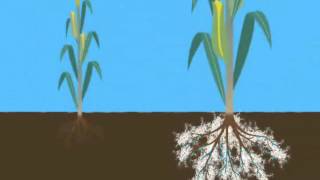 Mycorrhizae Helps Reduce Drought Stress [upl. by Rehpinnej218]