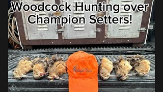 Woodcock Hunting over Champion English Setters [upl. by Maidy]