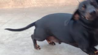 Dachshund dog barking [upl. by Ymmit]