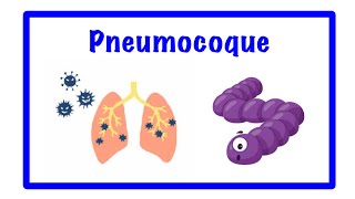 🔵le pneumocoque Streptococcus pneumoniae [upl. by Ahsinaj]