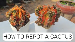 How To Repot a cactus Step by Step [upl. by Akieluz773]