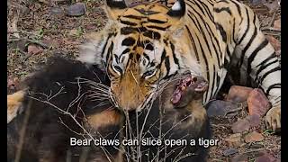 Fearless Tiger Kills A Sloth Bear [upl. by Hernando661]