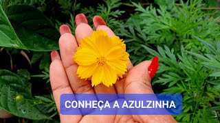 CONHEÇA A AZULZINHA MAIS LINDA E CHEIA DE FLORES QUE VOCÊ PODE TER [upl. by Neiluj]