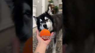 A husky Mom‘s dream Cheerble’s Wicked Ball Air husky funnydogs [upl. by Ellehcal805]