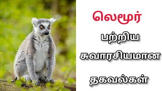 லெமூர் பற்றிய வியக்கவைக்கும் தகவல்கள்  Shocking Facts about Lemurs  blackscreentamizh548 [upl. by Meeka568]