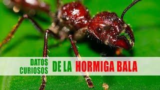 Hormiga bala Paraponera clavata  Datos curiosos de animales [upl. by Kerwin]