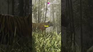 Siberian Tiger vs Bengal Tiger Whos the King [upl. by Nawad]