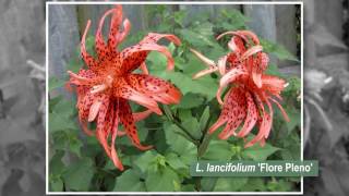 What Are the Different Types of Lilies [upl. by Trudi]