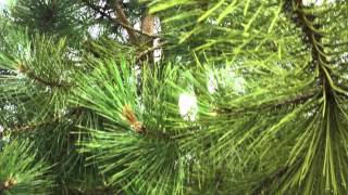 Pinus Nigra Nigra  The Austrian Black Pine  Irish Tree Centre Review [upl. by Gass]