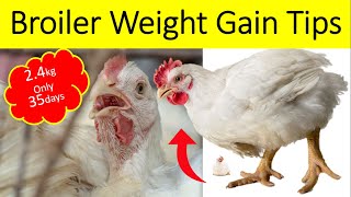 Broiler Weight gain tips  How to Make Broiler Grow Faster without Growth promoter  24KG in 35 Day [upl. by Gaye]