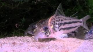 Corydoras ornatus feeding [upl. by Stuart]