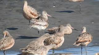 Bartailed Godwit [upl. by Platon]