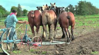 Strong Belgian Draft Horses Working on the Farm  Merelbeke [upl. by Vaclava]