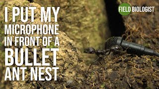 I put my microphone in a bullet ant nest [upl. by Lole]