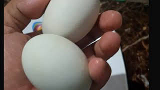 GODS GRACE CHANNEL is live ASMR very easy egg peeling technique and best design [upl. by Allemat]